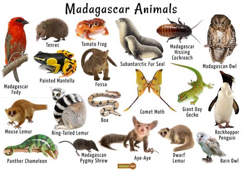 Animals Of Madagascar, Madagascar Wildlife, Madagascar Culture, Madagascar Animals, Animal Facts For Kids, Madagascar Travel, Animal Infographic, World Thinking Day, List Of Animals