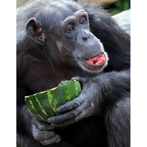 Colobus Monkey, Monkey Eating, Eating Watermelon, Giant Fish, Lame Jokes, Funny Animal Photos, Animal Humor, Animal Cookies, Animals And Nature