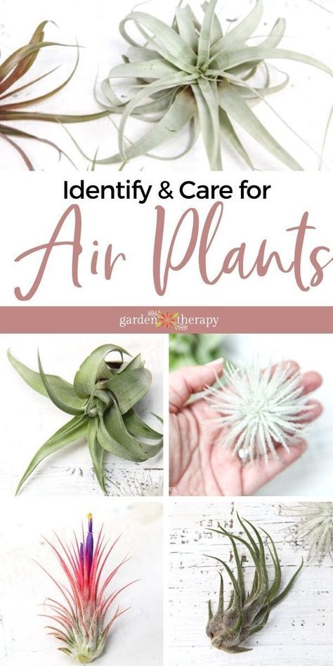 If you have an air plant, one of the most important things you can learn about it is exactly what type of air plant you own! Believe it or not, there are dozens of varieties of Tillandsia, and they often have their own individual care needs. Here’s how to identify air plants and care for them. #gardentherapy #gardening #airplants #tillandsia How To Take Care Of Air Plants, Air Plant Care Instructions, How To Care For Air Plants, Air Plants Display, Types Of Air Plants, Air Plant Care, Air Garden, Large Air Plants, Air Plants Decor