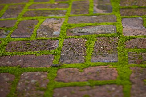 i want to plant moss between brick on my garden path- here is a good website on how to do it (not the website for the image): http://www.porch-and-patio-ideas.com/tips/decorating-with-moss.html Moss Growing, Growing Moss, Brick Patio, Brick Path, Brick Walkway, Outdoor Walkway, Garden Paving, Plants Growing, Moss Garden