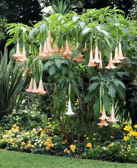 Silver Falls Dichondra, Angel Trumpet Plant, Balinese Garden, Angel Trumpet, Angel S, Gothic Garden, Poisonous Plants, Flowering Plants, Flowering Shrubs