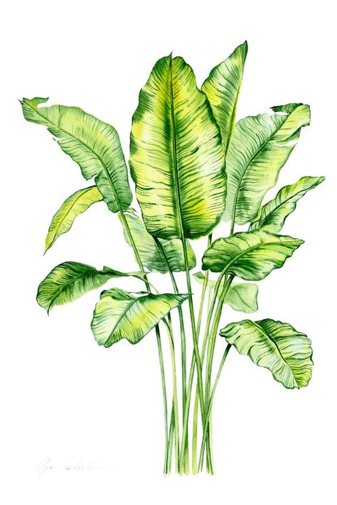 Plant Leaves Illustration, Watercolor Tree Illustration, Watercolour Palm Tree, Palm Leaves Illustration, Palm Leaf Illustration, Green Flower Drawing, Water Colour Tree, Vegetation Illustration, Tropical Plants Illustration