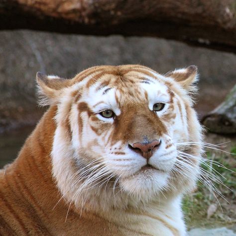 Golden Tabby Tiger, Strawberry Tiger, Tabby Tiger, Types Of Tigers, Golden Tabby, Memphis Zoo, Tiger Photography, Lisa Richardson, Zoo Photos