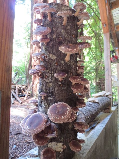 Mushroom Log Cultivation Instructions — Fungaia Farm Mushroom Business, Mushroom Farm, Mushroom Farming, Mushroom Farming Business, Mushroom Farming At Home, Mushroom Log Garden, Vertical Mushroom Farm, Tree Buds, Mushroom Cultivation