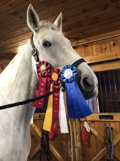 Winning Horse Show, Horse Riding Ribbons Display, Equestrian Ribbons, Horse Show Aesthetic, Equestrian Awards, Horseback Riding Outfit, Aesthetic Equestrian, Riding Outfit Equestrian, Horse Show Ribbons