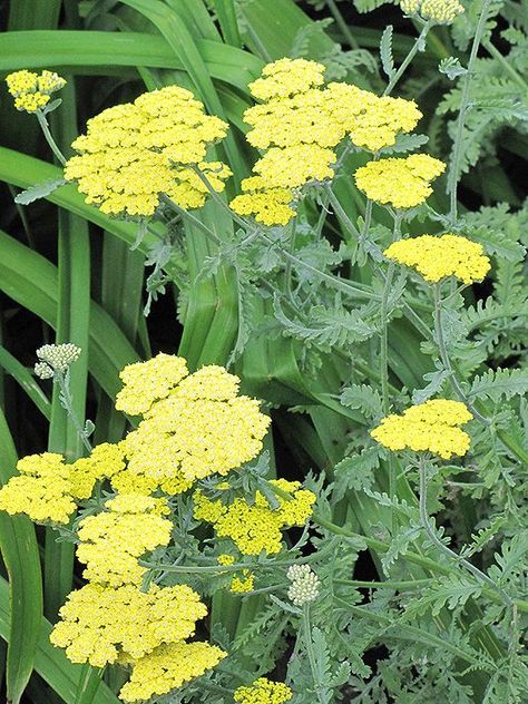 Achellia filipendulina Form: 3' wide Flowers: yellow flat toped corymbs Notes: blooms late spring to summer Grapefruit Plant, Terra Cotta Plant, Yarrow Flower, Drought Tolerant Perennials, Nassau County, Flowers Yellow, Plant List, Late Spring, Plant Ideas