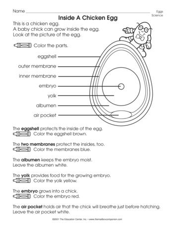 Inside An Egg, Lesson Plans - The Mailbox Agriculture Lessons For Elementary, Chicken Homeschool Unit, 4h Poultry Project Ideas, Ag Teacher Lesson Plans, Ag Education Lesson Plans, 4h Cloverbud Activities, Agriculture Worksheets, Poultry Showmanship, Parts Of An Egg