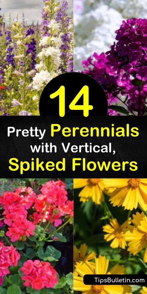 Plant showy flowers, such as salvia and daylily, to attract hummingbirds with blooms that appear from early spring to late summer. Phlox with its green foliage makes an excellent groundcover, but also provides flower spikes. #spiked #flowers #perennials Homestead Lifestyle, Attract Hummingbirds, Vegetable Benefits, Tall Flowers, Low Maintenance Landscaping, Garden Makeover, Flower Spike, How To Attract Hummingbirds, Daylilies