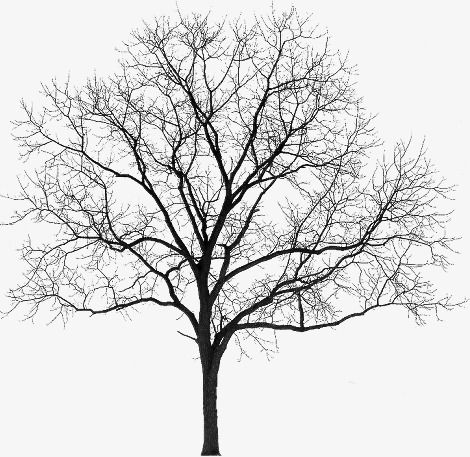 Tree Psd, Landscape Architecture Graphics, Tree Photoshop, Family Tree Tattoo, Tree Textures, Tree Sketches, Trendy Tree, Black Tree, Tree Illustration