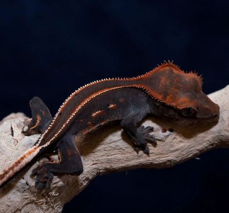 Crested Gecko Aesthetic, Aesthetic Lizard, Lizard Wallpaper, Crested Gecko Morphs, Gecko Enclosure, Lizard Habitat, Thorny Devil, Lizard Types, Gecko Habitat