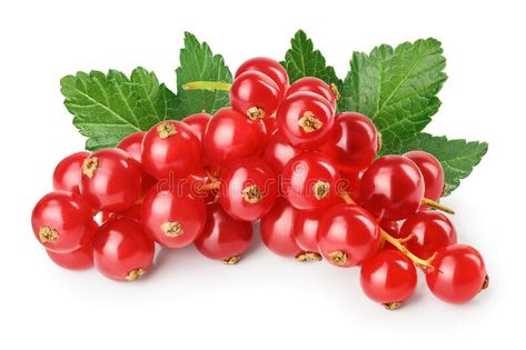 Red currant berry isolated on white background royalty free stock image Red Currant, Stock Images Free, Photo Image, Berry, White Background, Royalty, Royalty Free, Stock Photos, Fruit