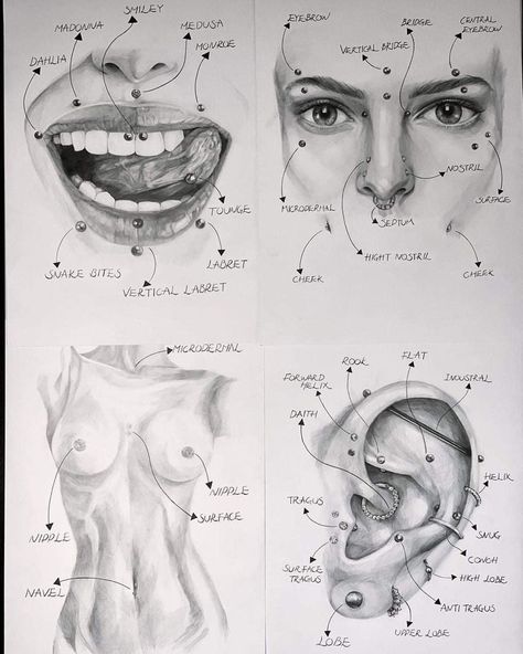 All Face Piercings Chart, Piercings Face Chart, Septum Sizes Chart, Eat Pericing Ideas Simple, Piercings Inspo Face, Piercing Chart Face, Pirsing Face, Mouth Piercings Chart, How To Draw Piercings