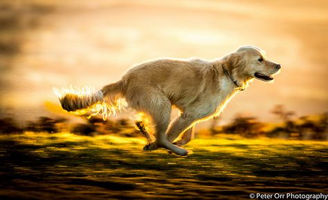 Golden Retriever Running, Animal Poses, Dogs Walking, Malvern Hills, Running Photography, Dog Running, Pet Supplements, Bird Dogs, Different Dogs