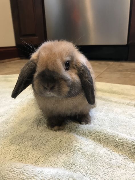 Black tort holland lop Black Tort Holland Lop, Mini Holland Lop, Bunny Holland Lop, Brown Holland Lop, Black Holland Lop Bunny, Mini Lop Rabbit, Black And White Holland Lop, Mini Lop Bunnies, Black And White Lop Bunny