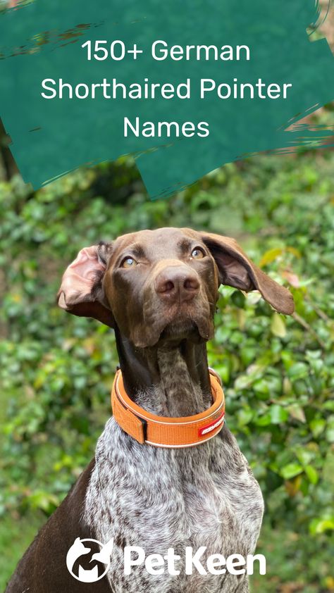 Short Hair Pointer Puppy, German Shorthaired Pointer Names, Female Hunting Dog Names, Male Dog Names Unique, German Wirehaired Pointer Puppy, German Dog Names, Puppy Names Unique, Boy Puppy Names