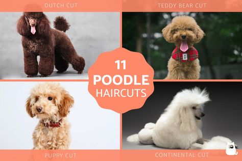 11 Poodle cuts - haircuts for Poodles. The best Poodle styles and cuts with photos include the Continental Cut, English Saddle Cut, Dutch Cut, Puppy Cut, Modern Cut, Summer Cut, Cupcake Cut and more. Poodle Styles, Cut Puppy, Standard Poodle Haircuts, Poodle Haircuts, Poodle Haircut Styles, Shih Tzu Haircuts, Poodle Hair, Poodle Haircut, Poodle Cuts