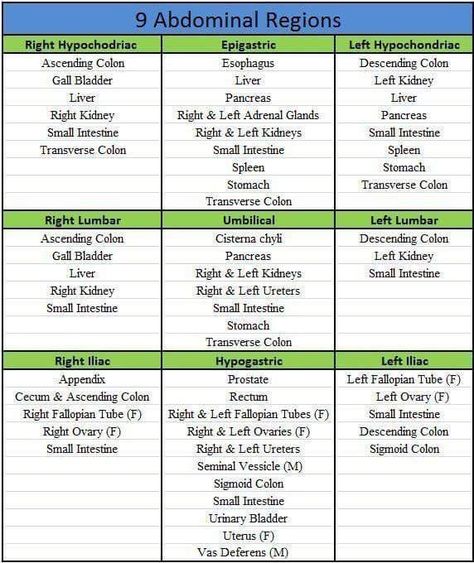 9 quadrants of the abdomen Nursing Mnemonics, Nurse Rock, Nursing School Studying, Nursing School Tips, Medical Terminology, Medical Coding, Nursing Tips, Anatomy Study, Future Nurse