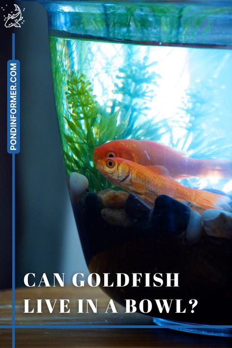 Goldfish In A Bowl, Fish In Bowl, Fish Bowl Ideas Goldfish, Gold Fish Bowl, Goldfish Bowl Ideas, Pet Fish Bowl, Fish Bowl Ideas, Freshwater Plants, Glass Fish Bowl