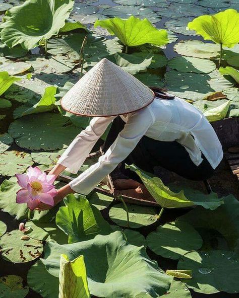 Ancient Vietnam, Star Child, Water Art, Koi Pond, Small Boats, Free Stock Photos Image, Stock Photography Free, People Photography, Water Lilies