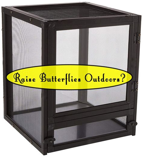 Cages for raising butterflies outside? Give your caterpillars and chrysalides an extra layer of protection outdoors with aluminum screening. More info and other outdoor cage options... Raise Butterflies, Butterfly Enclosure, Monarch Butterfly Habitat, Butterfly Information, Raising Monarch Butterflies, Butterfly Cage, Raising Butterflies, Monarch Butterfly Garden, Butterfly Habitat