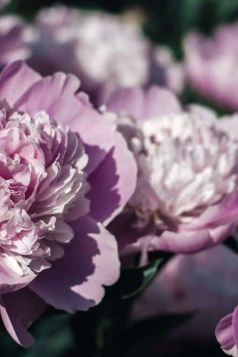 Lavender Peonies, Peony Varieties, Flower Planting Guide, Lilac Plant, Itoh Peonies, Purple Peony, Peony Bush, Paeonia Lactiflora, Plant Zones