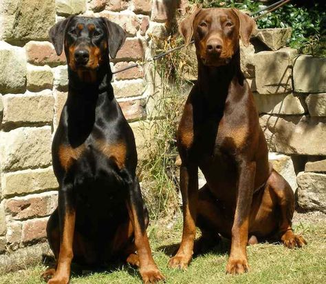 Doberman Pinschers - Black and Brown Doberman Quotes, Brown Doberman, Dogs Ideas, Guard Dog Breeds, Doberman Pinscher Puppy, Beautiful Puppies, Dogs Tips, Puppy Photography, Training Dogs