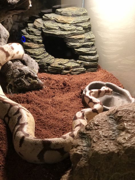 Ball python 40 gallon enclosure Banana Ball Python Enclosure, Hall Python Enclosure, Ball Phyton Enclosure, Ball Python Tank Ideas, Ball Python Tank Set Up, Snake Tank Ideas Ball Python, Snake Cage Ideas Ball Python, Diy Ball Python Enclosure, Ball Python Enclosure Ideas 40 Gallon