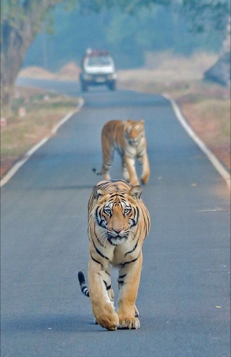 Corbett National Park, Chinese Dragon Art, Jim Corbett National Park, Jim Corbett, Fashion Eye Glasses, Beautiful Images Nature, Chinese Dragon, Interesting Photos, Dragon Art