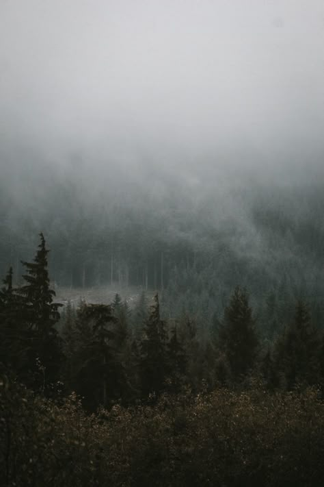 Twilight Forest Wallpaper, Twilight Homescreen, Wallpaper Backgrounds Twilight, Twilightcore Aesthetic Wallpaper, Forks Washington Aesthetic, Twilight Forks Aesthetic, Forest Twilight Aesthetic, Forks Aesthetic Twilight, Twilight Scenery Aesthetic