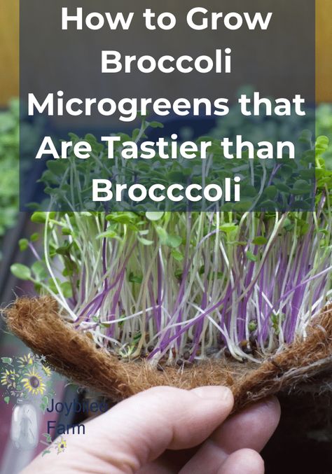 Broccoli Microgreens, How To Grow Broccoli, Grow Broccoli, Growing Broccoli, Spice Garden, Micro Greens, Broccoli Seeds, Seed Starting Mix, Broccoli Sprouts