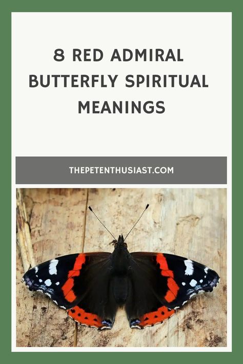 Do you see a red admiral butterfly in your dream? Here are deep symbolism and spiritual meaning of the red admiral butterfly. Red Admiral Butterfly Meaning, Butterfly Spiritual, Butterfly Symbolism, Red Admiral Butterfly, Butterfly Meaning, Admiral Butterfly, Chinese Water Dragon, Fat Tailed Gecko, Whites Tree Frog