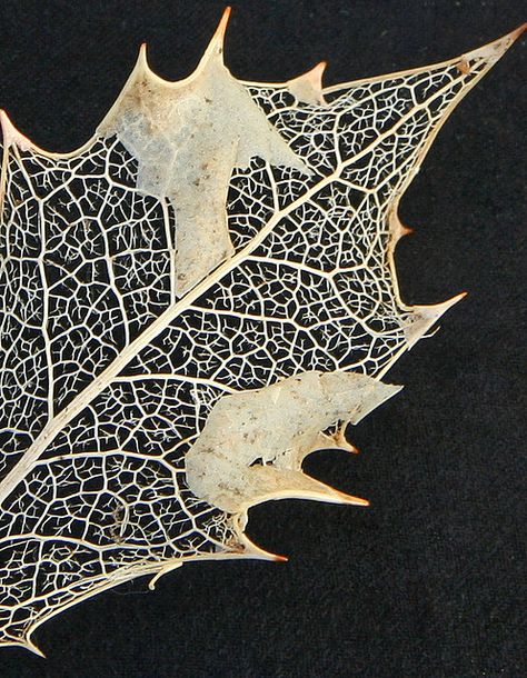 Holly Leaf Leaf Veins, Leaf Structure, Leaf Skeleton, A Level Textiles, Art Alevel, Growth And Decay, Textiles Projects, Dry Leaf, The Leaf