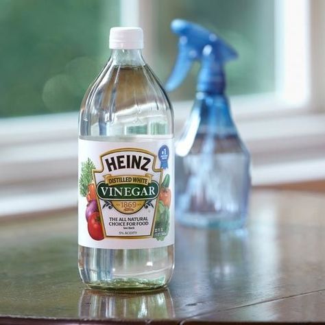 Window Cleaning Tip: Make your own cleaner! Mix equal parts distilled water with vinegar for an inexpensive DIY window cleaner. Vinegar Window Cleaner, Cleaning Windows With Vinegar, Diy Window Cleaner, Heinz Vinegar, Window Cleaning Tips, Vinegar Cleaner, Wall Stains, Clean Windows, Vinegar Uses