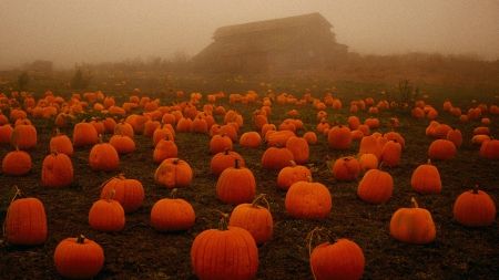 Spooky Fog on a Pumpkin Patch Halloween Desktop Wallpaper, Pumpkin Field, Pumpkin Wallpaper, Halloween Wallpaper Backgrounds, Zero Wallpaper, Iphone Wallpaper Fall, Pumpkin Farm, Wallpaper Halloween, Fall Background