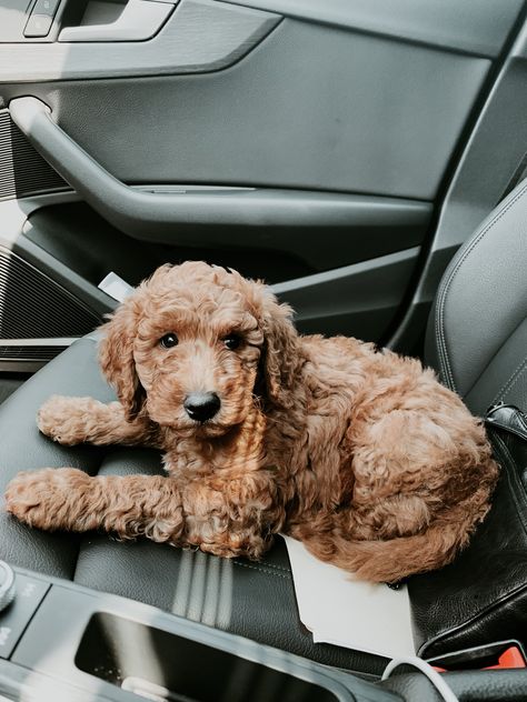 Light Brown Goldendoodle, Goldendoodle Aesthetic, Goldendoodle Black, Mini Goldendoodle Puppies, Golden Doodles, Dog Tricks, Goldendoodle Puppies, Dog Mommy, Funny Dog Photos