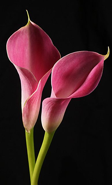 Untitled | Julie | Flickr Pink Flowers Photography, Brain Drawing, Pink Calla Lilies, Purple Calla Lilies, Calla Lily Flowers, Flowers In A Vase, Trendy Flowers, Calla Lilies, Deco Floral