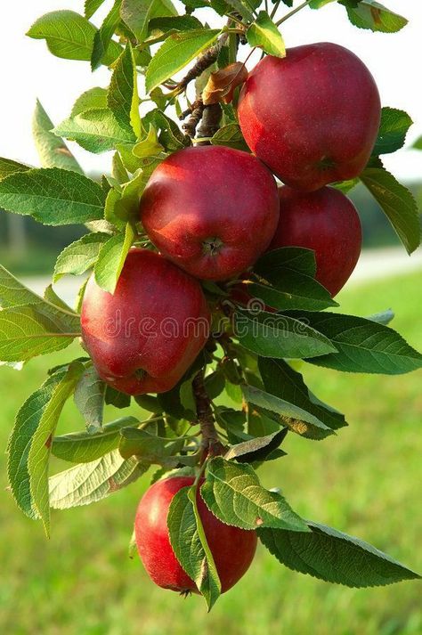 Apple Plant, Vegetable Pictures, Garden Paradise, Fruits Photos, Crabapple Tree, Seed Shop, Healthy Apple, Fruit Photography, Wild Apple