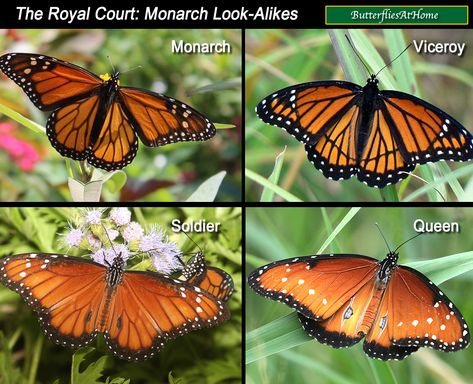 Comparison and spotting guide to similar butterflies: Monarch, Viceroy, Soldier and Queen Queen Butterfly, Monarch Butterfly Meaning, Monarch Butterfly Caterpillar, Female Tiger, Raising Monarch Butterflies, Butterfly Meaning, Raising Butterflies, Monarch Butterfly Mexico, Monarch Butterfly Garden