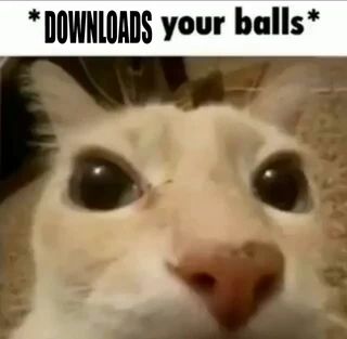 Found on iFunny Cat Balls Meme, Im About To Get Very Silly, Nice Balls Cat, I Got Too Silly Mental Hospital Cat, Silly Images Cat, Hehe Cat, Goofy Animals, Goofy Cat, Cat Reaction