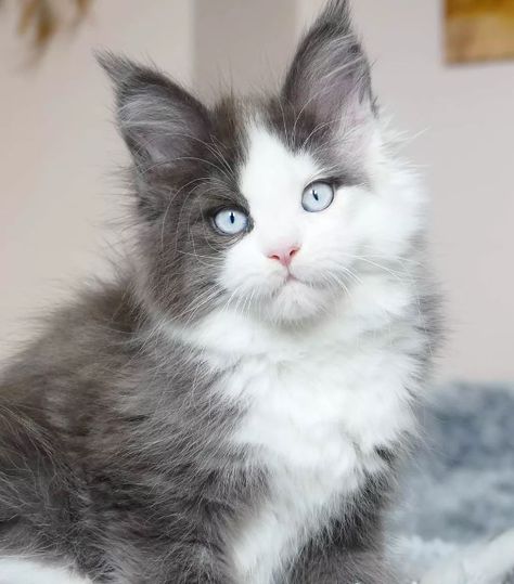 Mainecoon Cat Colors, Main Coone, Kitten Ideas, Mainecoon Cat, Huge Cat, Dream's Cat, Cat Beds, Warrior Cat, Cute Cats And Kittens