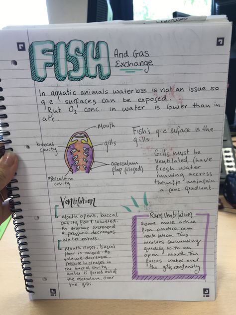 Marine Biology Aesthetic Notes Sea Turtles, Wildlife Biology Notes, Marine Biology Motivation, Marine Biology Notes Turtle, Animal Biology Notes, Marine Science Notes, Marine Biology Notes Sharks, Marine Biology Study Notes, Marine Biologist Aesthetic Notes