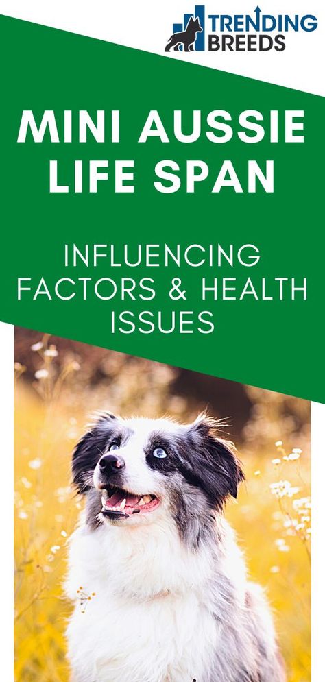 Mini Aussies or Miniature Australian Shepherds are spunky and intelligent. They learn quickly and easily and make loyal companions. Mini Aussies are a healthy and strong breed, and as long as they are given the proper care and love, they can live for many years. Understanding their specific needs is essential for a happy and healthy life. How long do Mini Aussies live? Mini Aussie Shepherd, Miniature Aussie, Mini Aussies, Miniature Australian Shepherd, Aussie Shepherd, Mini Aussie, Australian Shepherds, Australian Shepherd, Health Issues