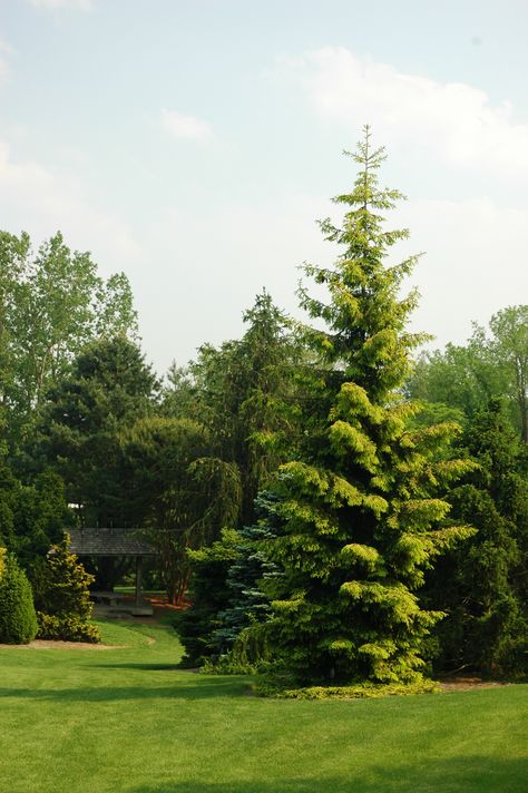 Picea orientalis ‘Skylands’ (Skylands Oriental spruce) Zone 4. Size: Large (> 12” per year). This tree is a guaranteed show stopper. The combination of the narrow upright form and golden needles is tough to beat. Picea Orientalis, Planting Shrubs, Evergreen Trees, Plant List, Deciduous Trees, Trees And Shrubs, Trees To Plant, Planting, Golf Courses