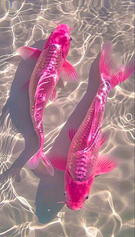 Ipad Wallpaper Aesthetic Ocean, Soft Ethereal Aesthetic Wallpaper, Cute Pink Animals, Ipad Aesthetics, Wallpaper Cantik Iphone, Summer Wallpapers, Pretty Fish, Sassy Wallpaper, Pink Fish