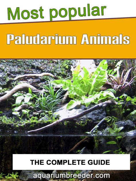 Paludarium Animals Paludarium Animals, Paladarium Design, Paludarium Plants, Ikea Fabrikor, Paludarium Vivarium, Paludarium Ideas, Wabi Kusa, Making Choices, Big Jar