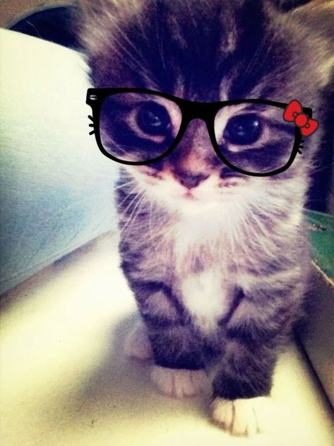 Girly Pop Pfp, Cat With Glasses Pfp, 2014 Pfp, Yk2 Wallpaper, Animal Pfps, 2000s Pfp, Cute Pfp Aesthetic, Kitten Wallpaper, Cat Glasses