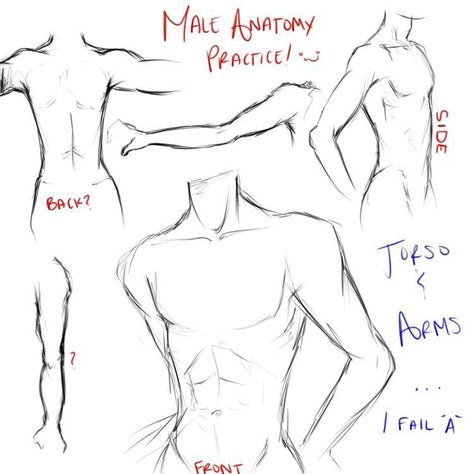 Male Anatomy Sketch, Male Anatomy, Manga Tutorial, Drawing Hands, Story Art, Anatomy Drawing, Body Drawing, Guy Drawing, Drawing Practice