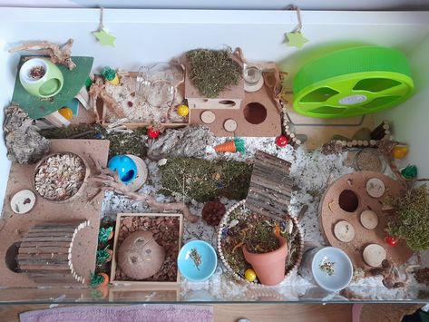 Hamster cage Ikea Linnmon Hamster Cage, Snake Bedding, Ikea Samla, Canary Cage, Ikea Linnmon, Hamster Stuff, Hamster Habitat, Hamster Care, Hamster Cages