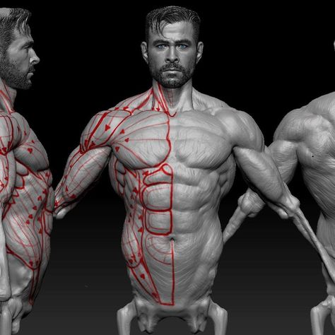 Back Body Reference, Goodnight World, Muscles Anatomy, Zbrush Anatomy, Arm Anatomy, 남성 근육, Human Anatomy For Artists, 3d Anatomy, Zbrush Character