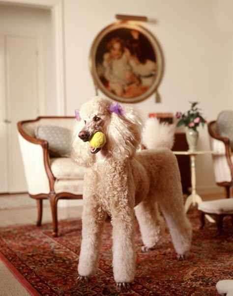 love this pretty poodle girl Poodle Doodle, Poodle Standard, Poodle Cuts, Pretty Poodles, Poodle Grooming, French Poodles, Poodle Love, Standard Poodles, Miniature Poodle